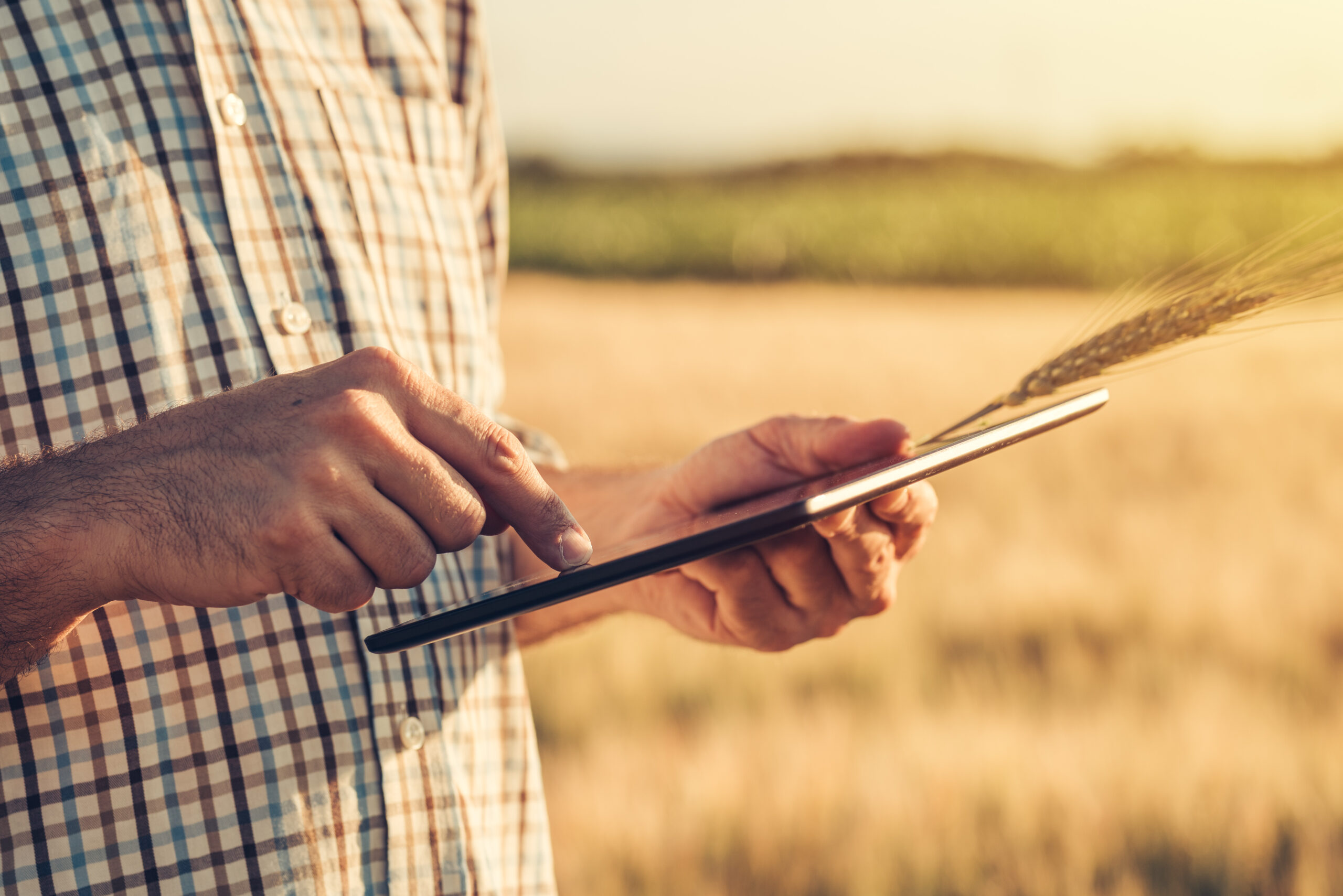 Close up of male agronomist farmer using a digital tablet computer in wheat field