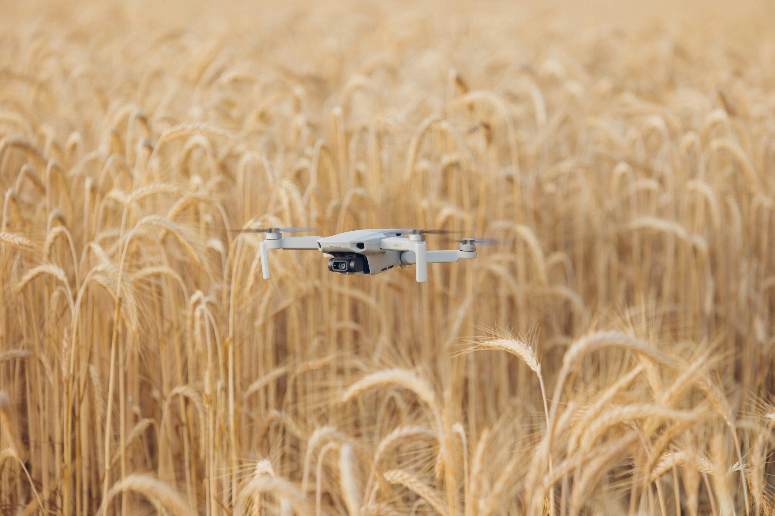 Drone over a wheat field: AI-assisted agribusiness marketing in New Zealand
