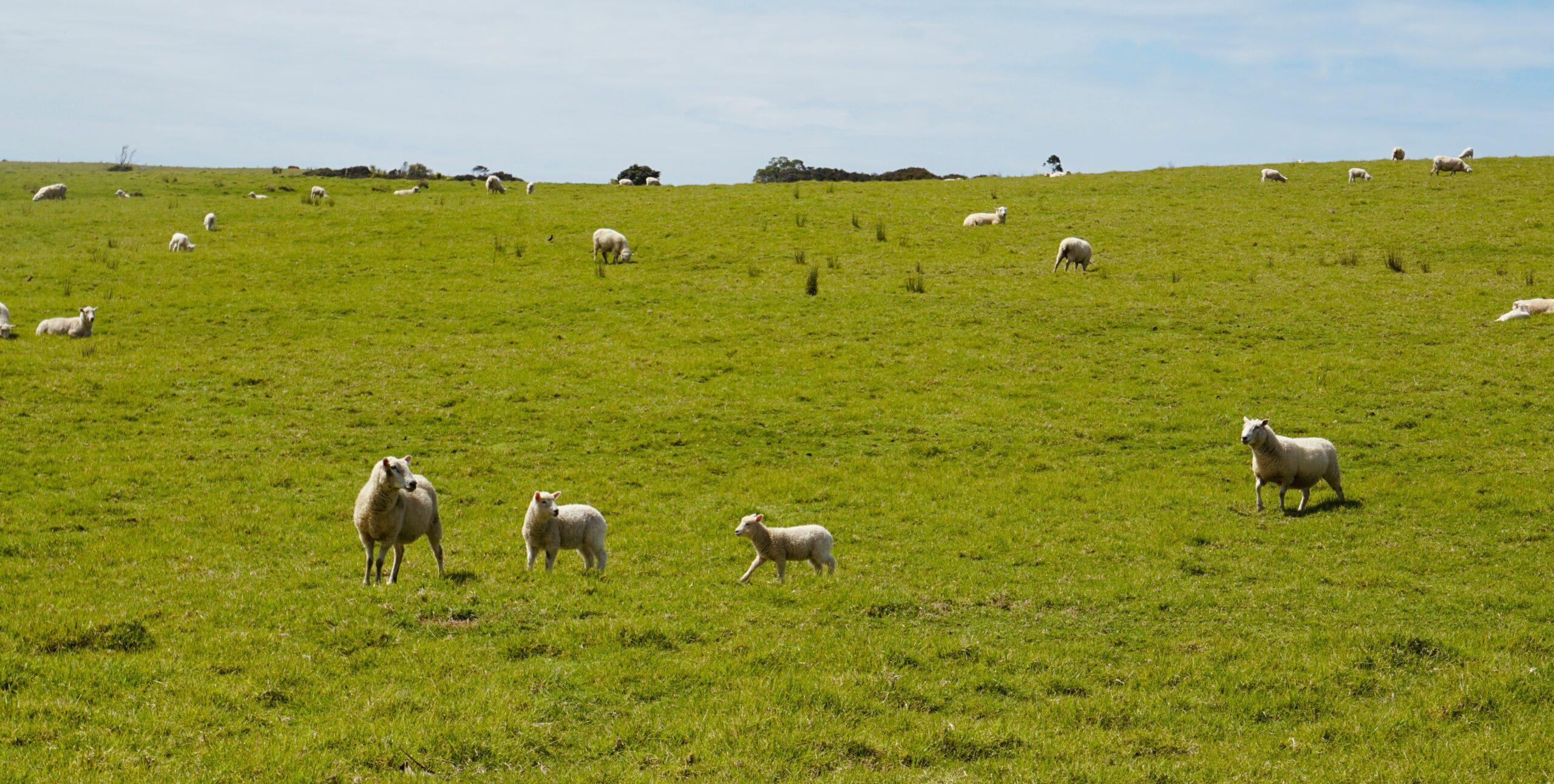 Sheep on a green New Zealand hillside: Spring agribusiness marketing priorities